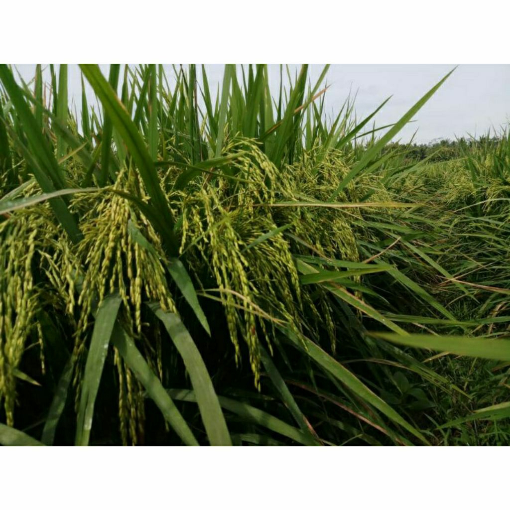 BENIH PADI MR 308 kemasan 5kg