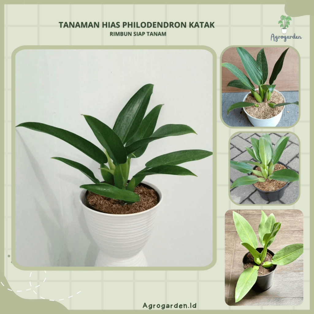 anaman Hias Philodendron Katak - Philo Katak - Philodendron Martianum JUMBO