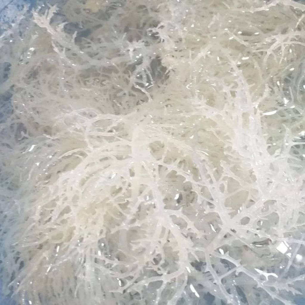 Rumput Laut Kering Jenis Spinosum