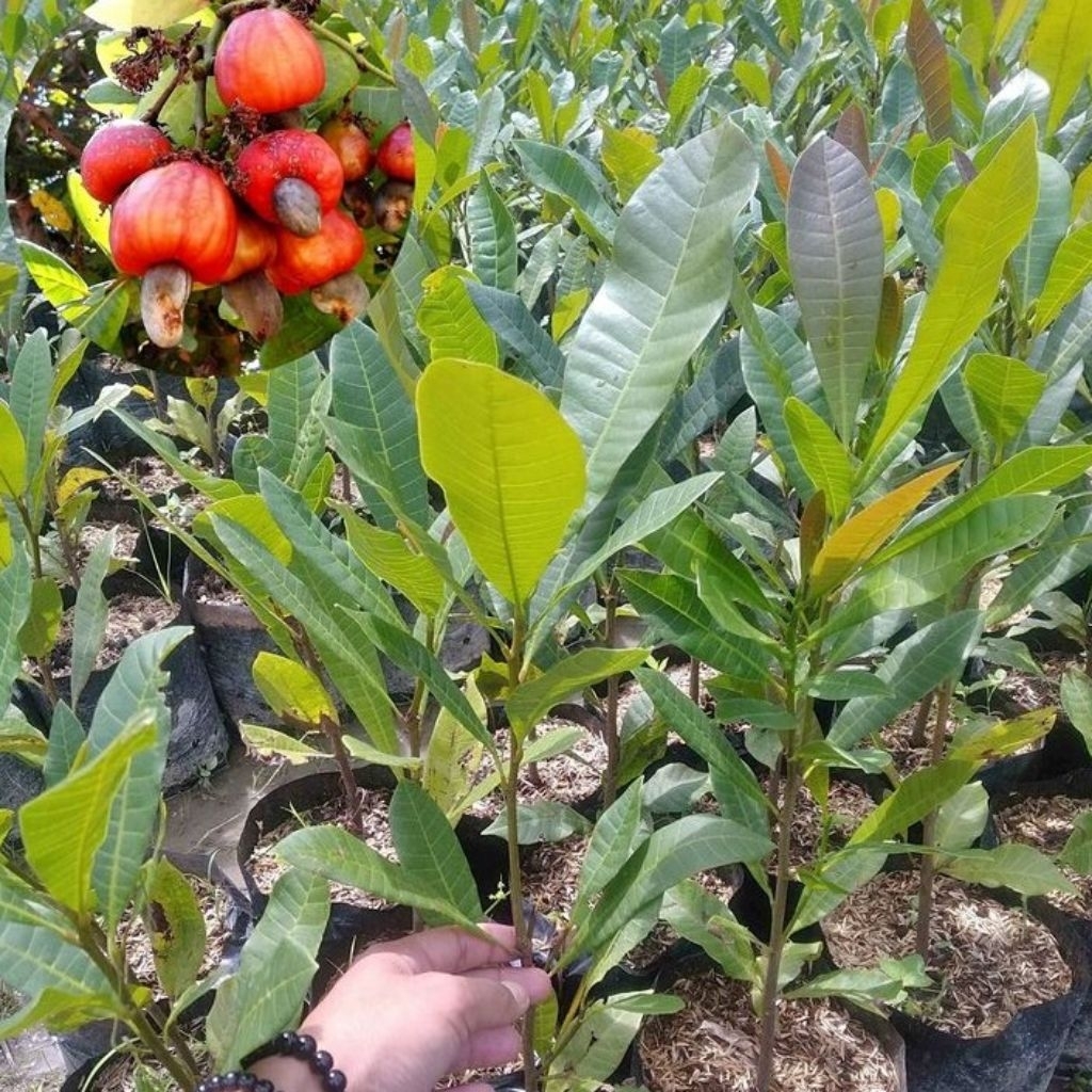 bibit jambu mete