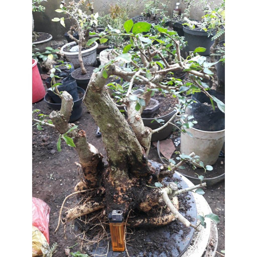 Bonsai Bahan Serut Unik Real