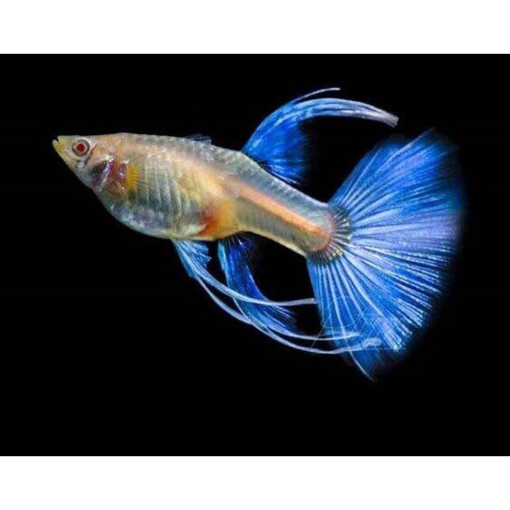 stiker ikan guppy albino skyblue (ikan Guppy blue topaz)