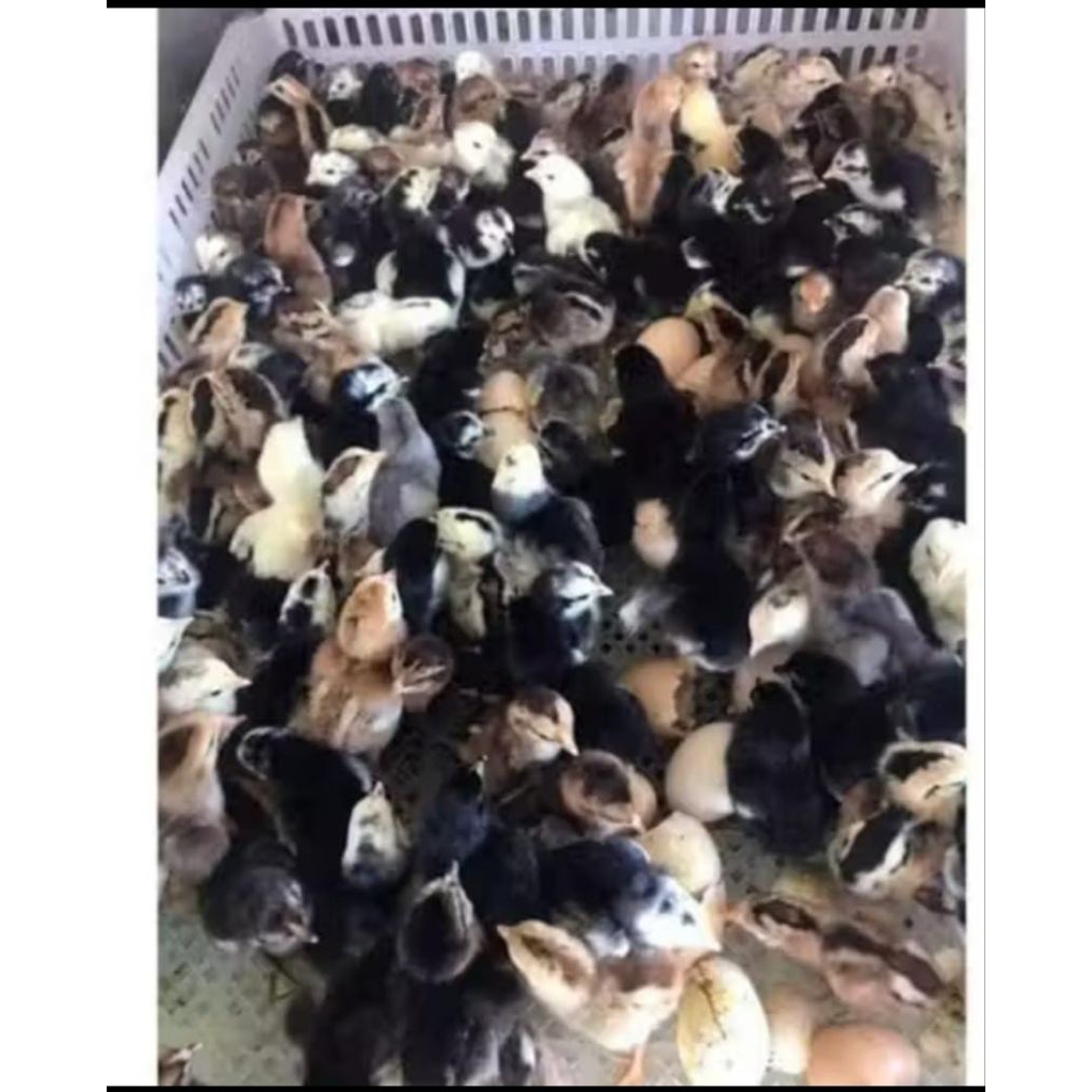 Doc ayam pelung Original Super