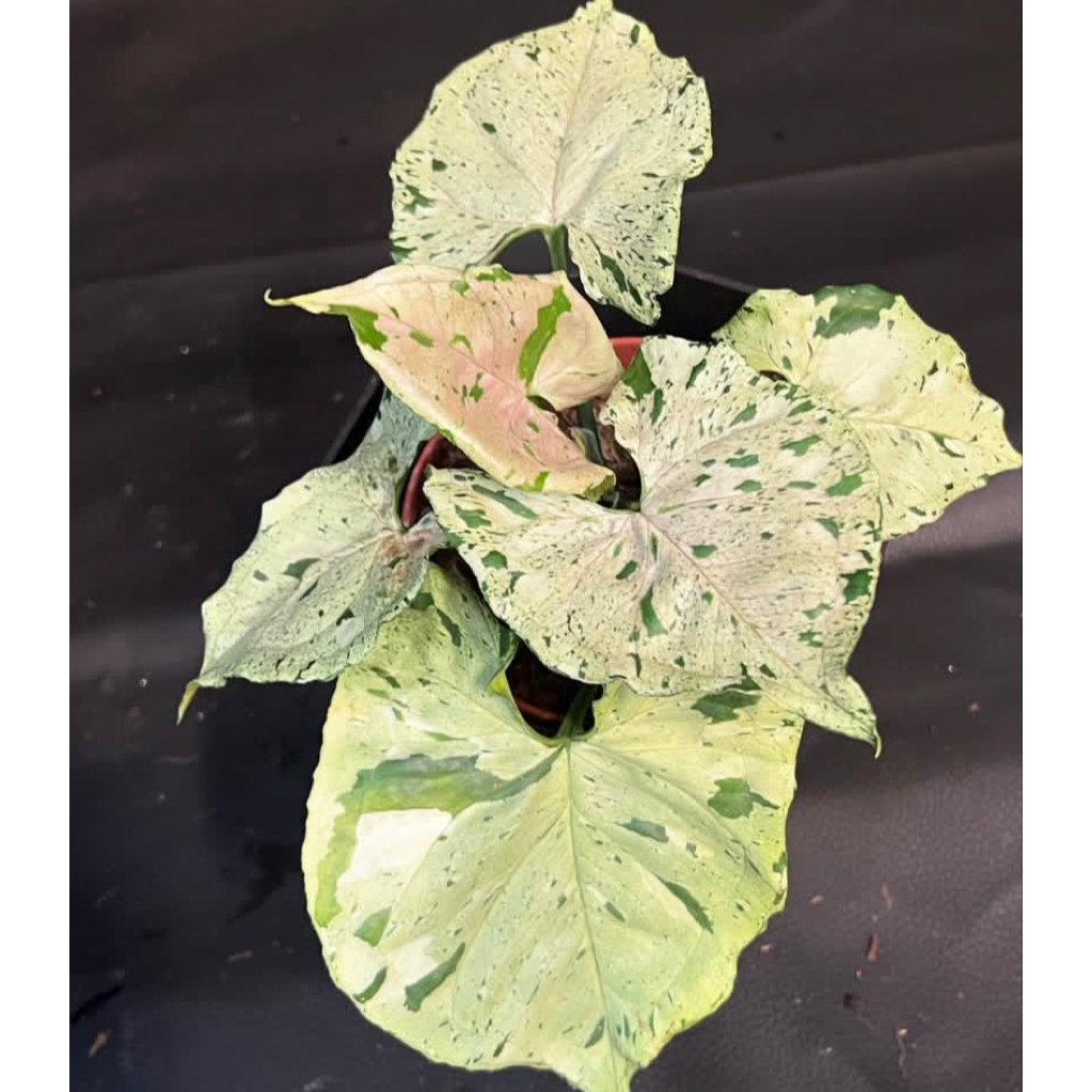 syngonium green splash (bibit) #syngonium