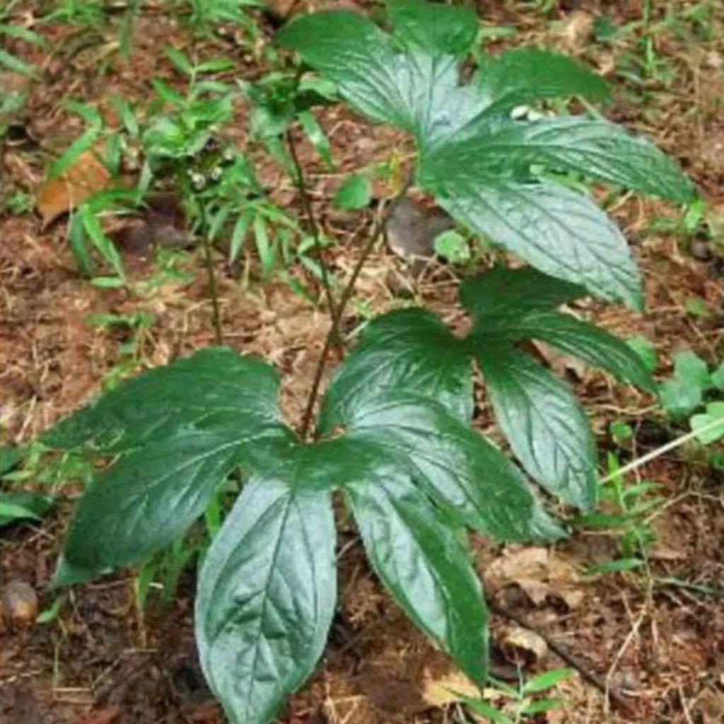 BIBIT TANAMAN GADUNG TIKUS ORGANIK