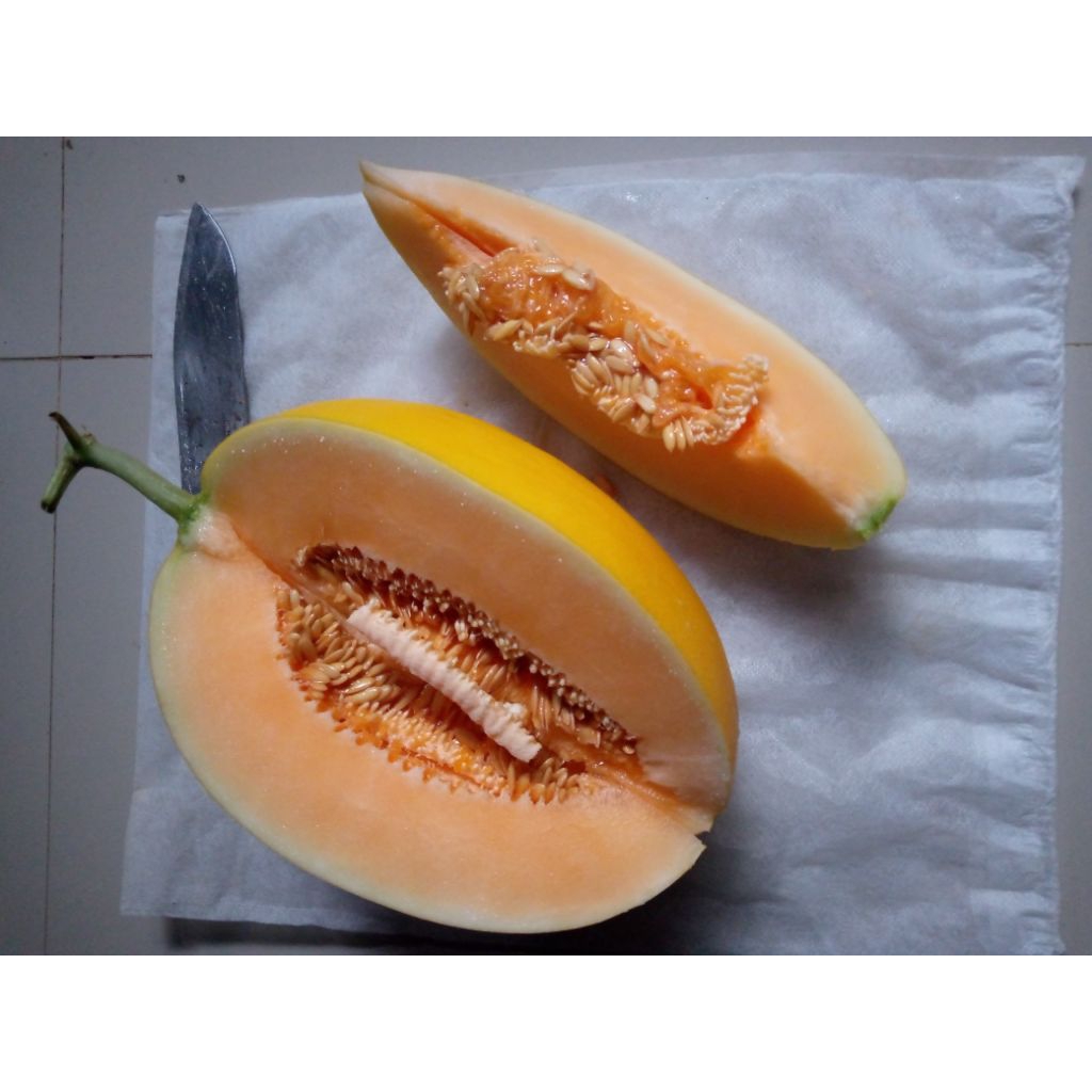melon Golden Kinanti