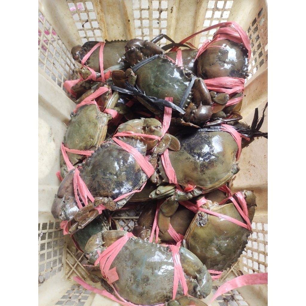 Kepiting hidup 1kg (isi 4)