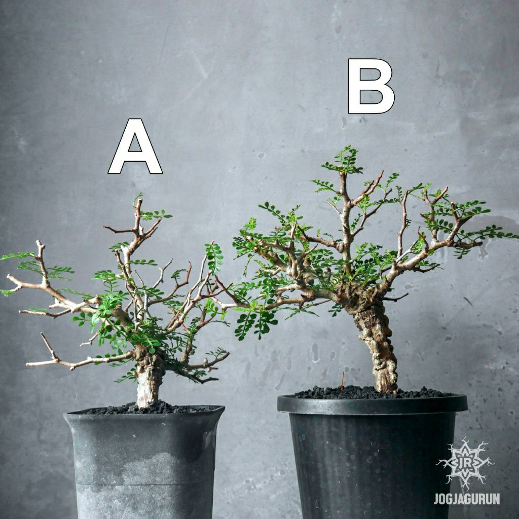 Operculicarya Pachypus Tanaman Caudex