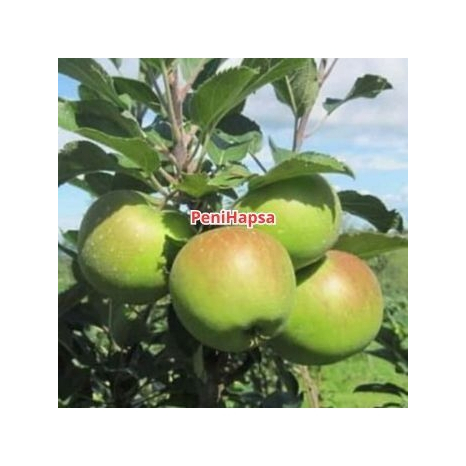 Bibit Apel Hijau Batang Besar Siap Berbuah Super