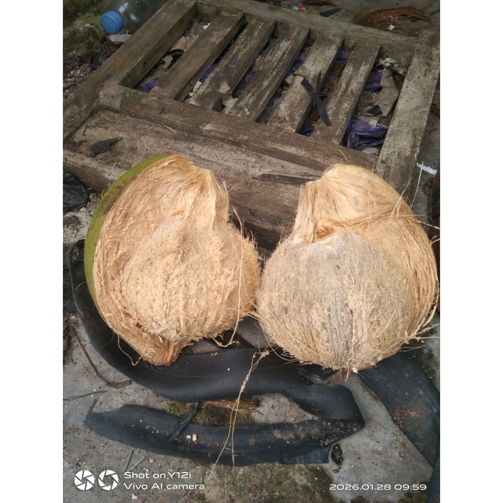 kelapa santan kelapa segar 1000/1100( gram)