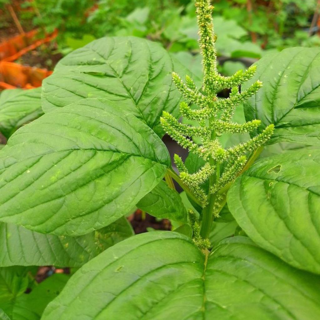 BENIH SAYUR BAYAM RAJA - BAYAM PETIK || ISI RIBUAN BENIH UNGGUL