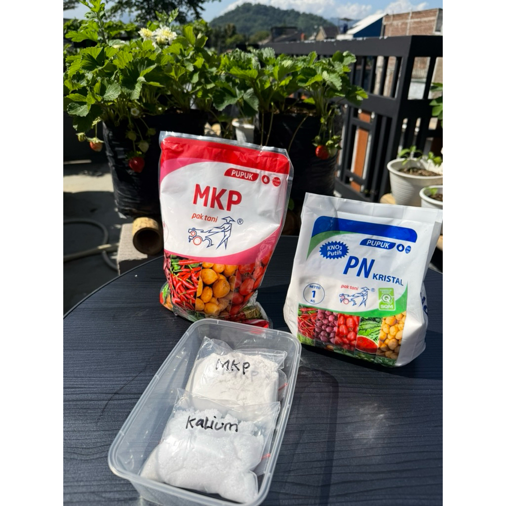 Pupuk Perangsang Bunga dan Pembesar buah Strawberry