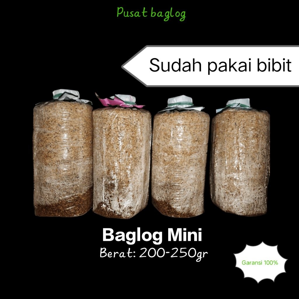 6 PCS BAGLOG JAMUR TIRAM PUTIH SIAP TUMBUH | BIBIT UNGGUL F3 ANTI GAGAL
