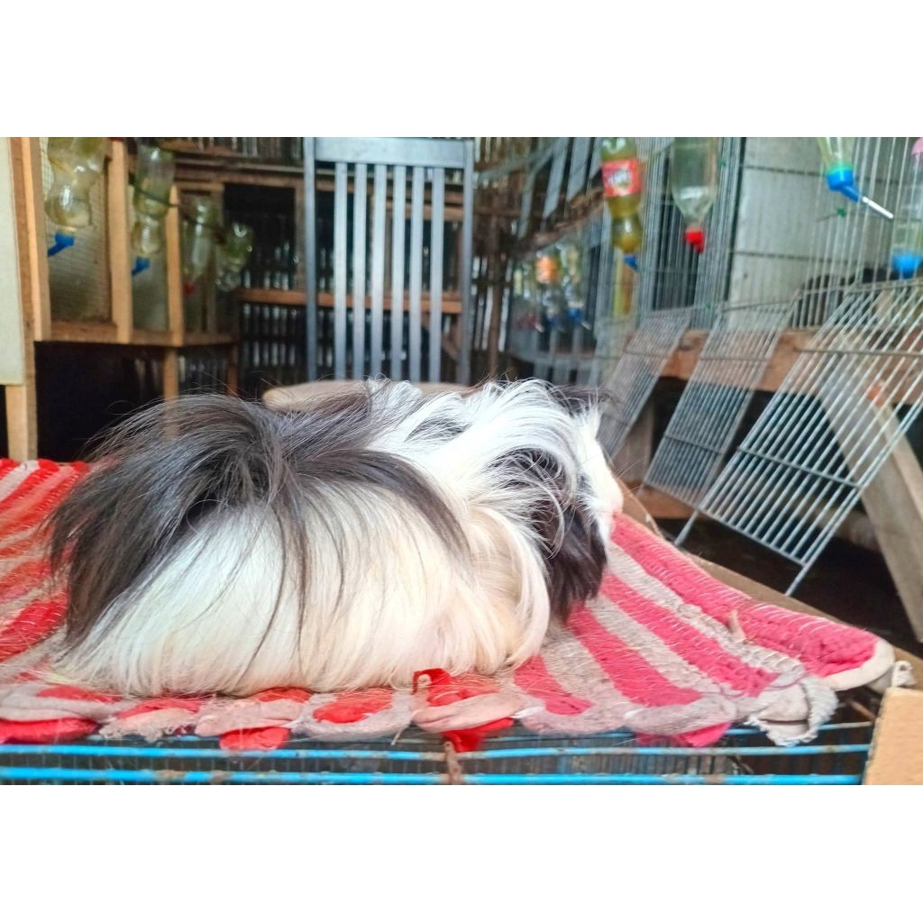 Sepasang marmut peruvian