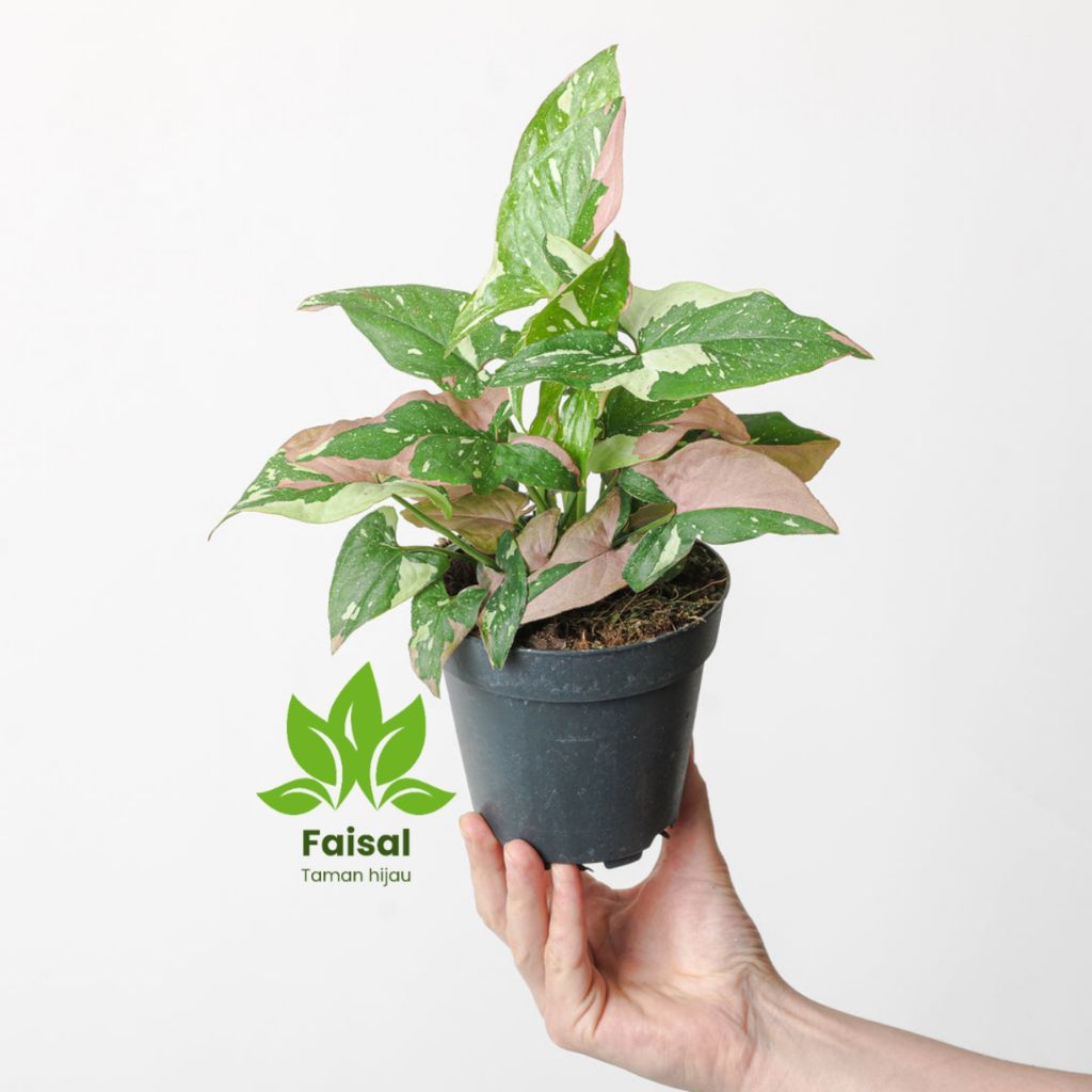 Syngonium Red Spot Tricolor Tanaman Hias Syngonium Red Spot Tricolor Perpolibag