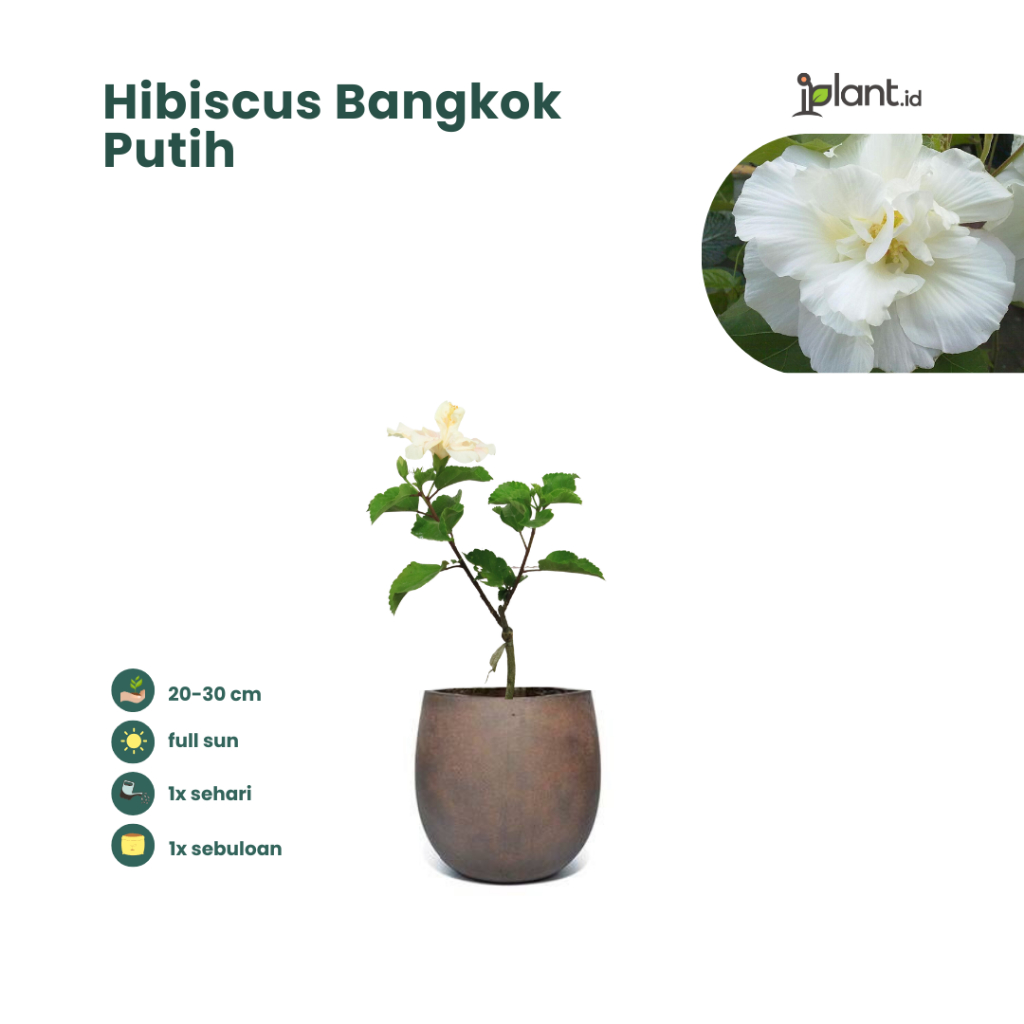 Hibiscus Bangkok Putih