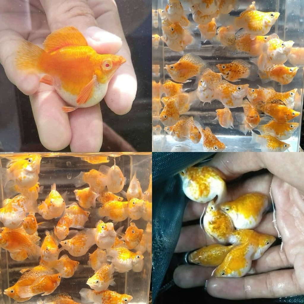 [Chan Aquatic] Ikan Hias Molly Golden Thailand Size XL