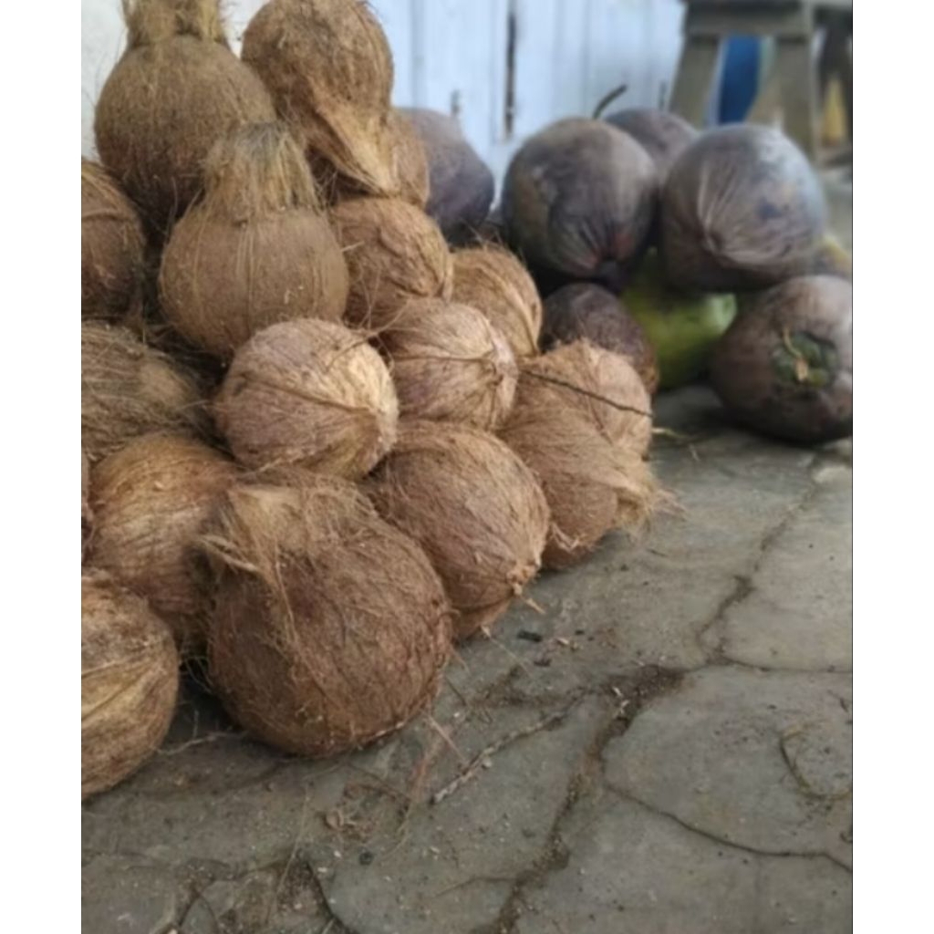 kelapa tua untuk santan perbiji. kelapa tua kupas