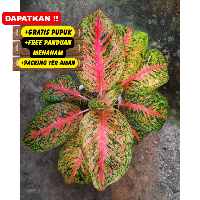 Aglonema Big Papa Mutasi Asli Si Ratu Daun