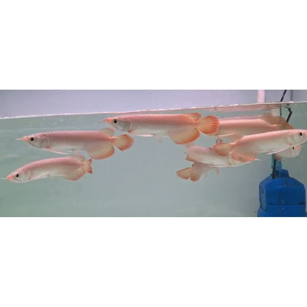 ARWANA SUPER RED LENGKAP SERTIFIKAT -+20CM PER EKOR