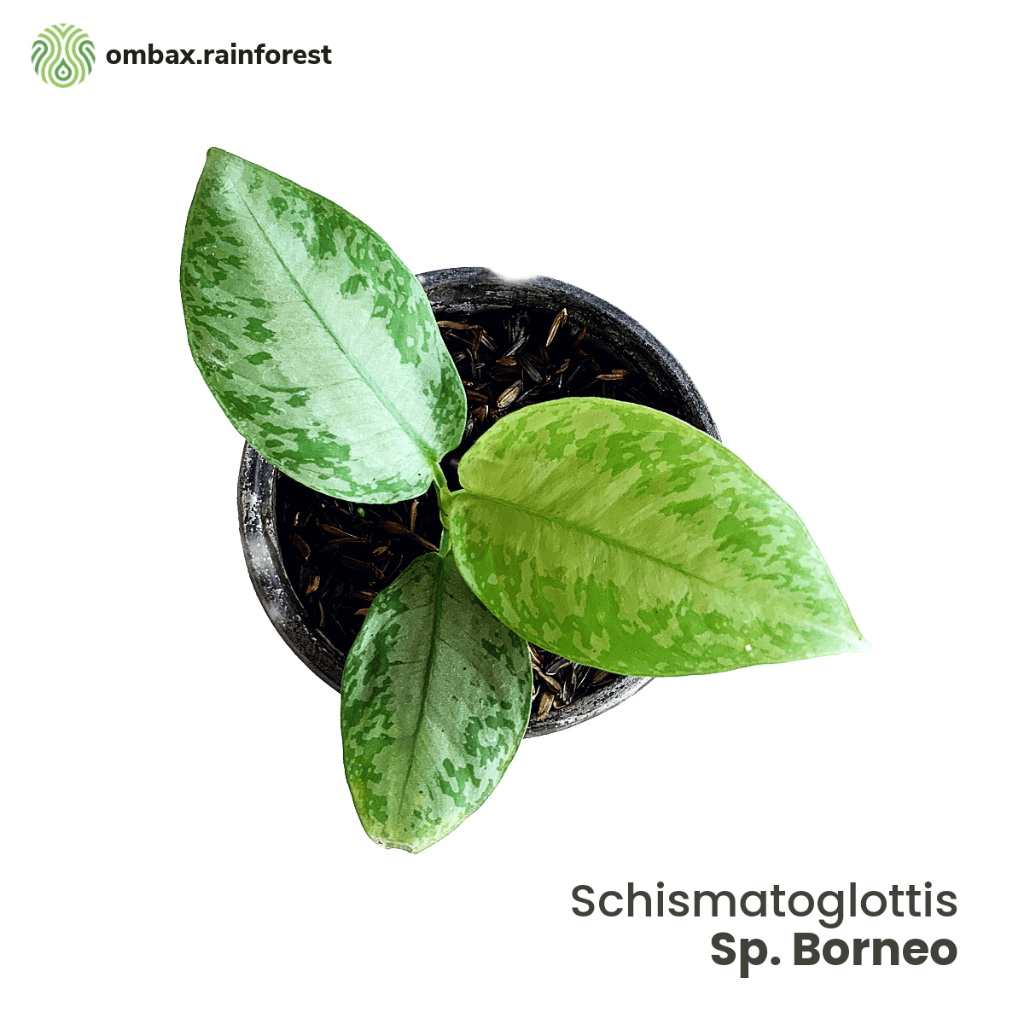 Schismatoglottis sp. Borneo - Tanaman Vivarium / koleksi / aroid