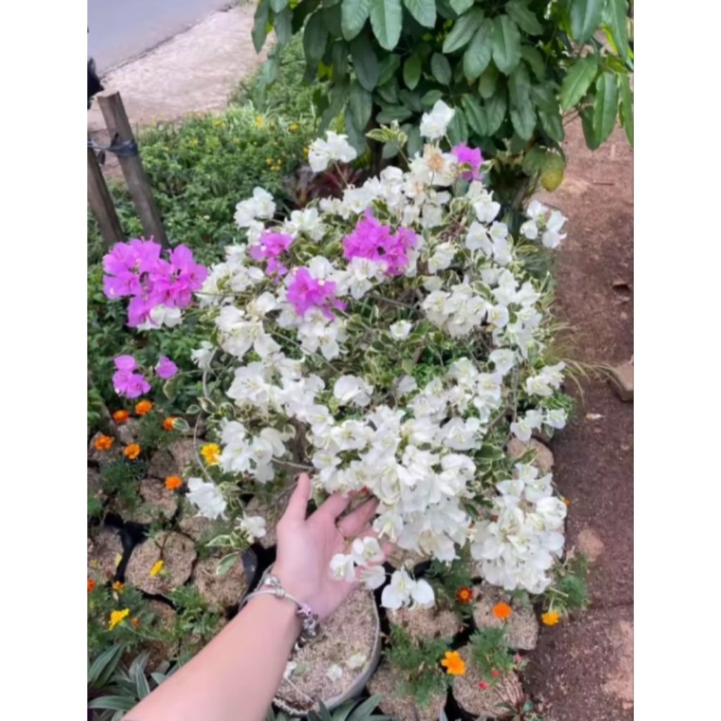 Pohon Bugenvil  4 Warna