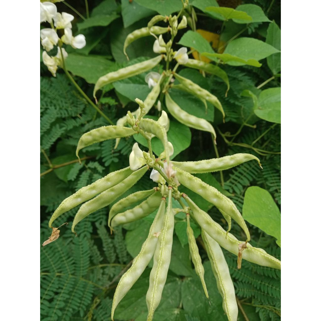 Sayur Koro Uceng petik segar