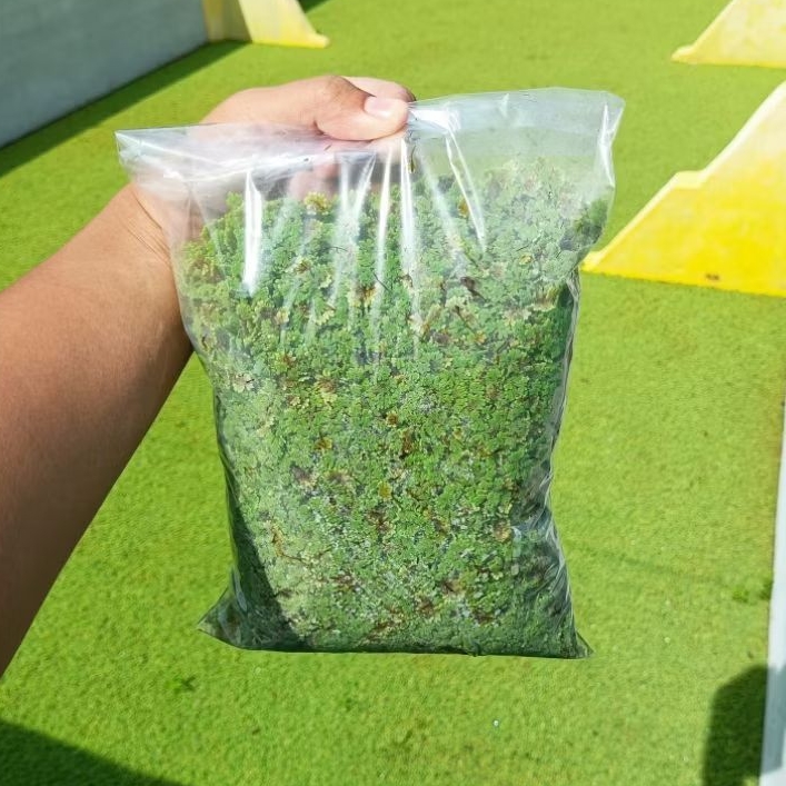 Azolla Segar 100 Gram | Bibit Azolla | Pakan Ayam Bebek Puyuh Ikan Lele Nila Gurame Kambing Sapi | P