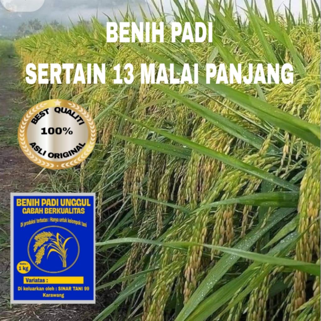 BENIH PADI SERTANI 13 MALAI PANJANG BERKUALITAS UNGGUL 1 kg