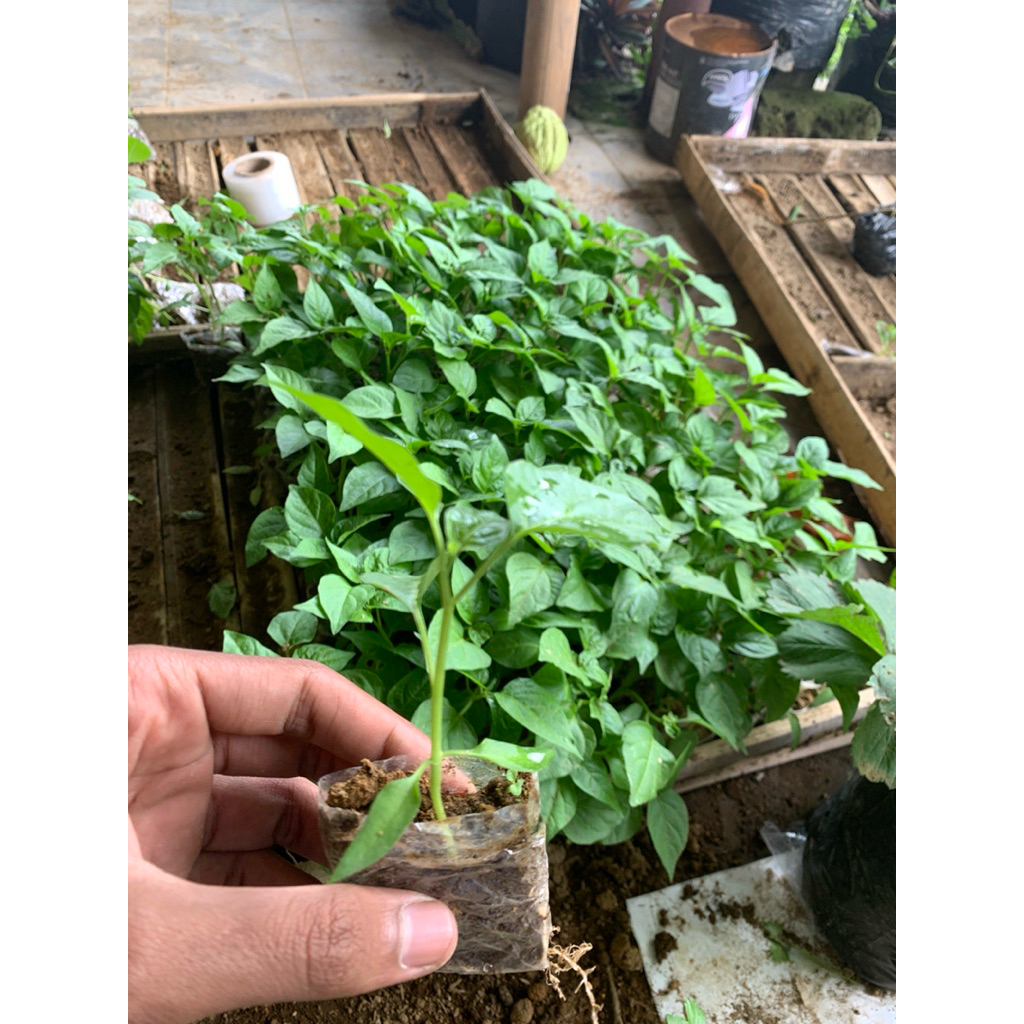 Bibit Cabe Rawit Setan Siap Tanam