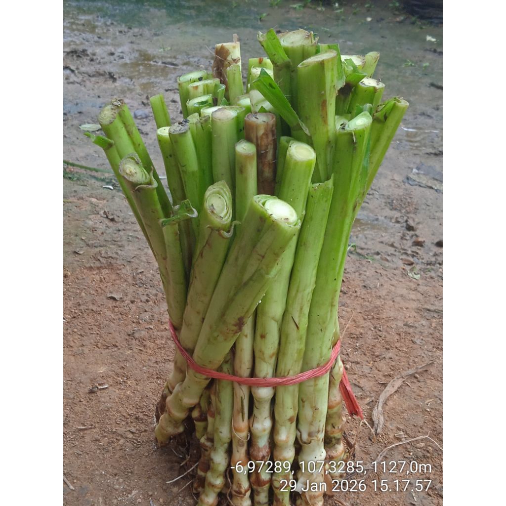 bibit rumput odot segar siap tanam