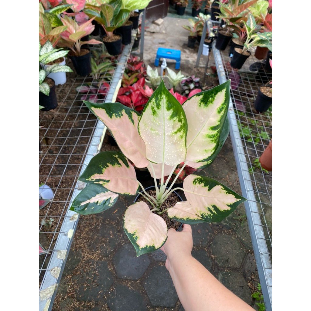 AGLAONEMA KOCHIN ESCADA