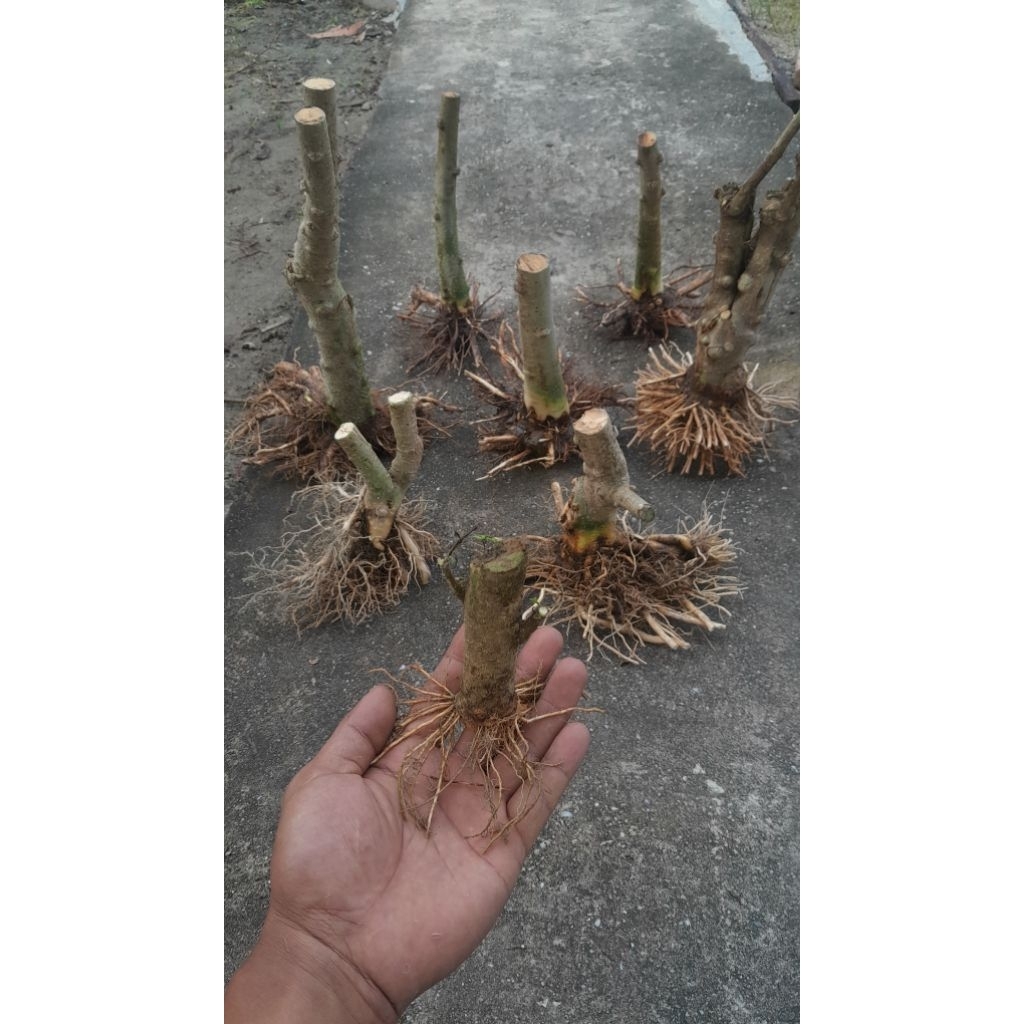 BONGGOL ANTING PUTRI BATANG PUTIH HASIL DONGKELAN (BAHAN BONSAI)