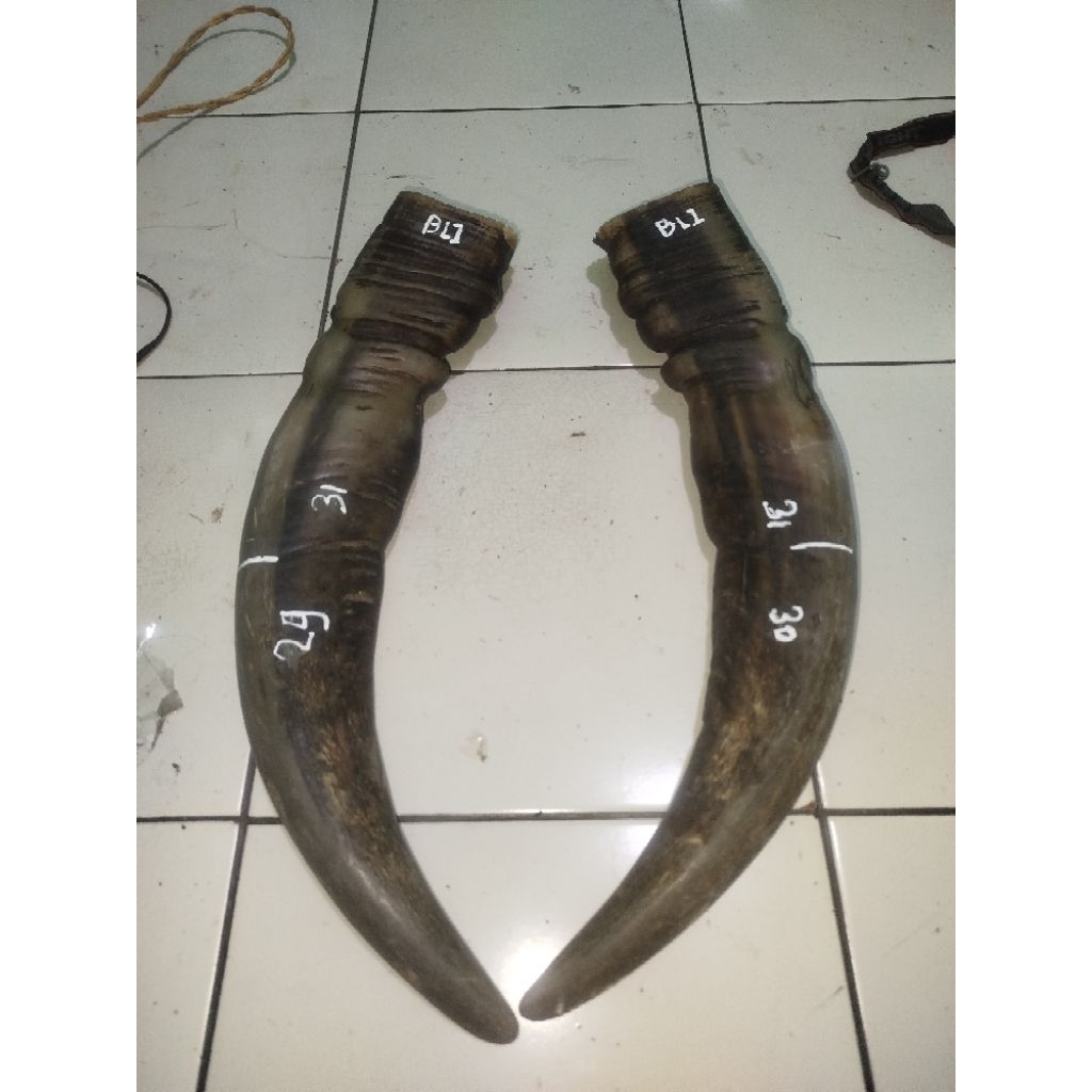 tanduk kerbau bule/putih super termurah