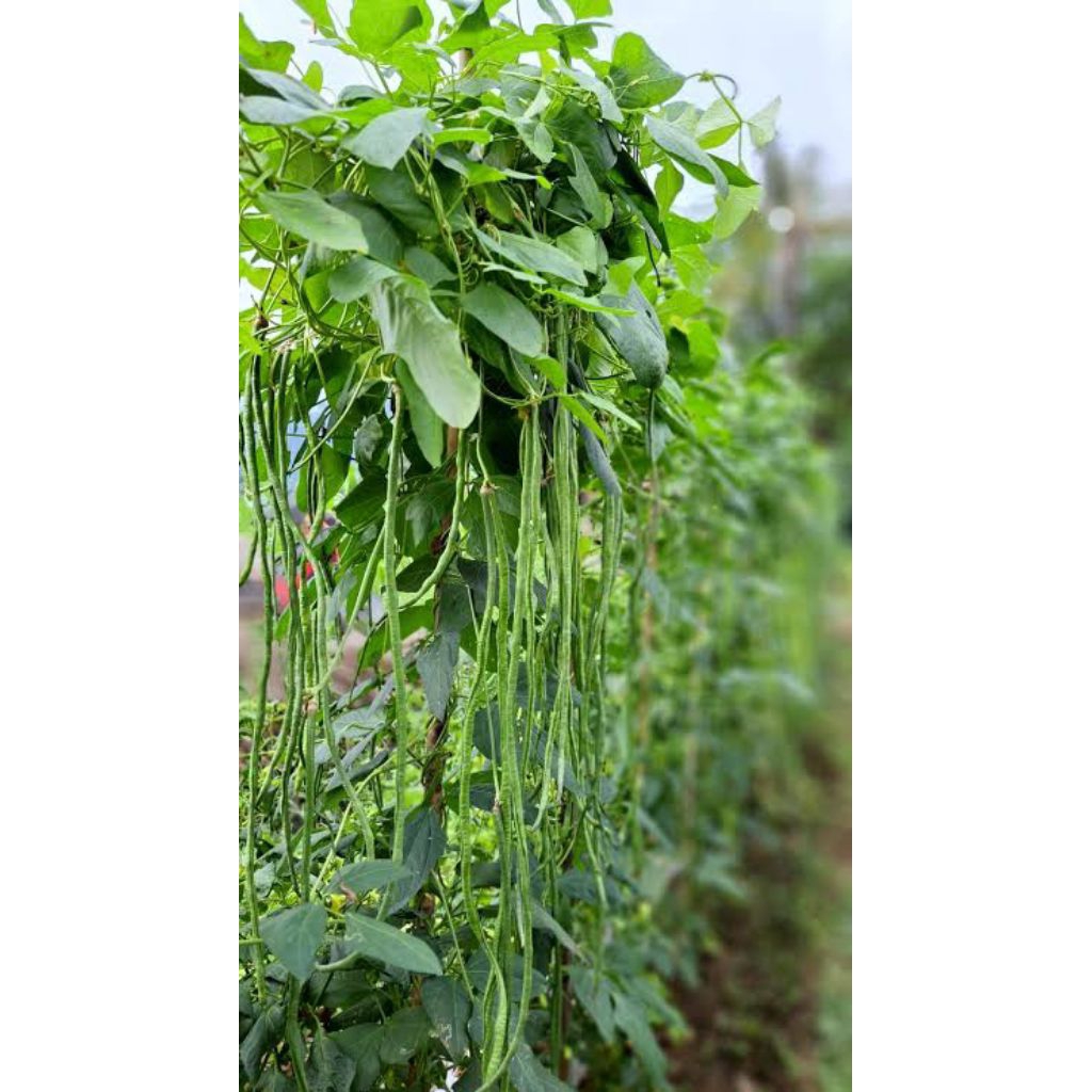 Biji Benih Kacang Panjang Benih Bibit Biji Tanaman Kacang Panjang Unggul