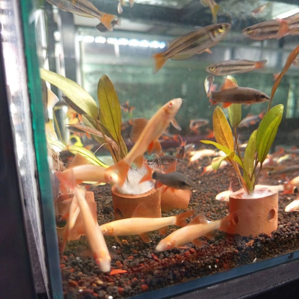 HIASAN AQUARIUM REDFIN ALBINO