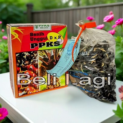 Bibit Benih Sawit PPKS SMB 239 Unggul Original Bersertifikat