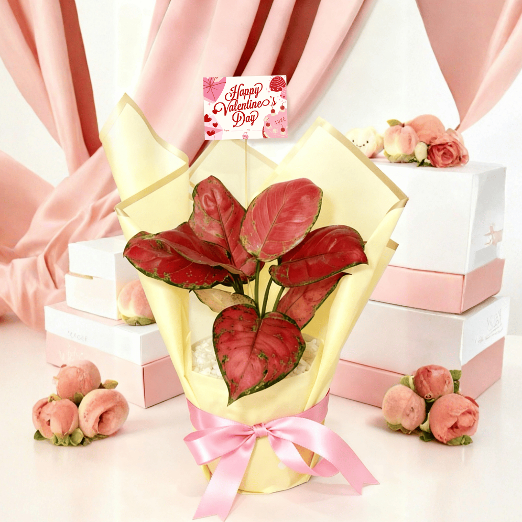 Hampers Valentine DARLING - Aglonema Merah Premium Bouquet Style |  Hadiah Pacar | Kado Valentine Ta
