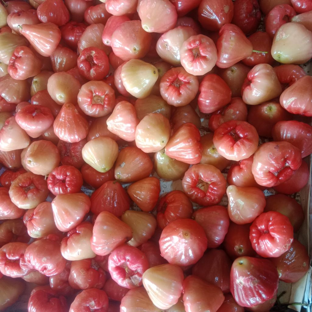 jambu air cincalo merah 1kg