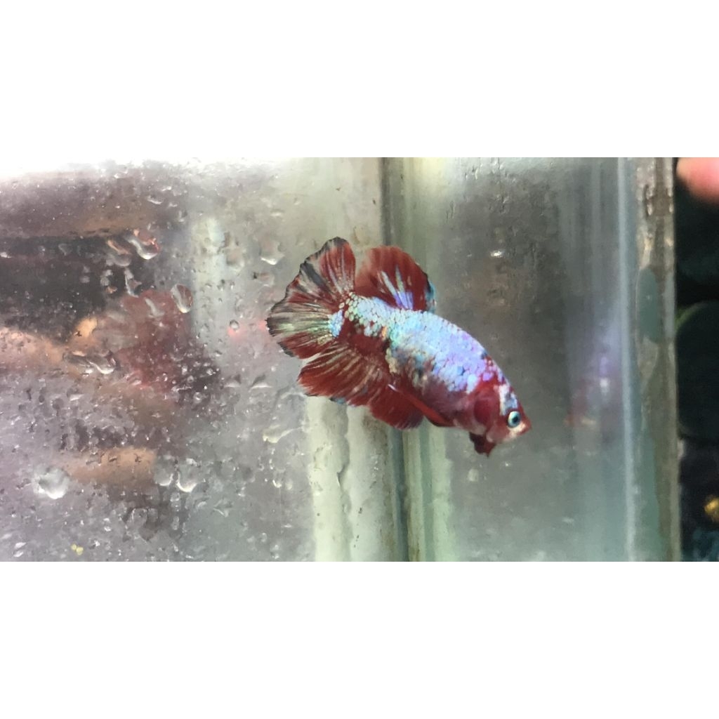 cupang plakat barongsai