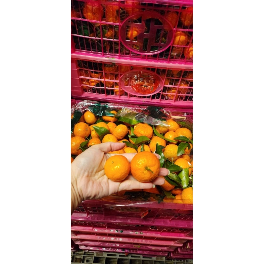 Jeruk santang daun / jeruk santang / hampers jeruk