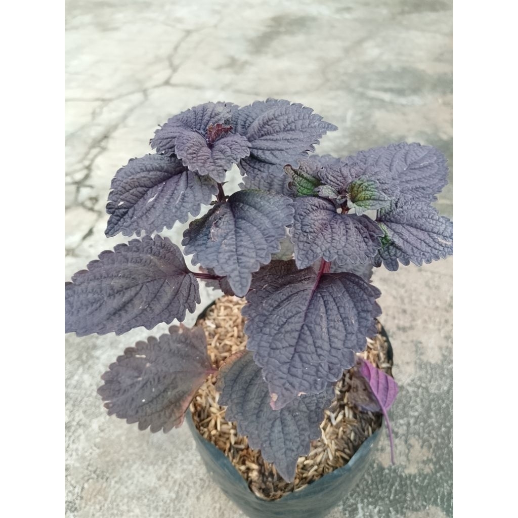 tanaman jawer kotok tanaman hias jawer kotok tanaman herbal jawer kotok