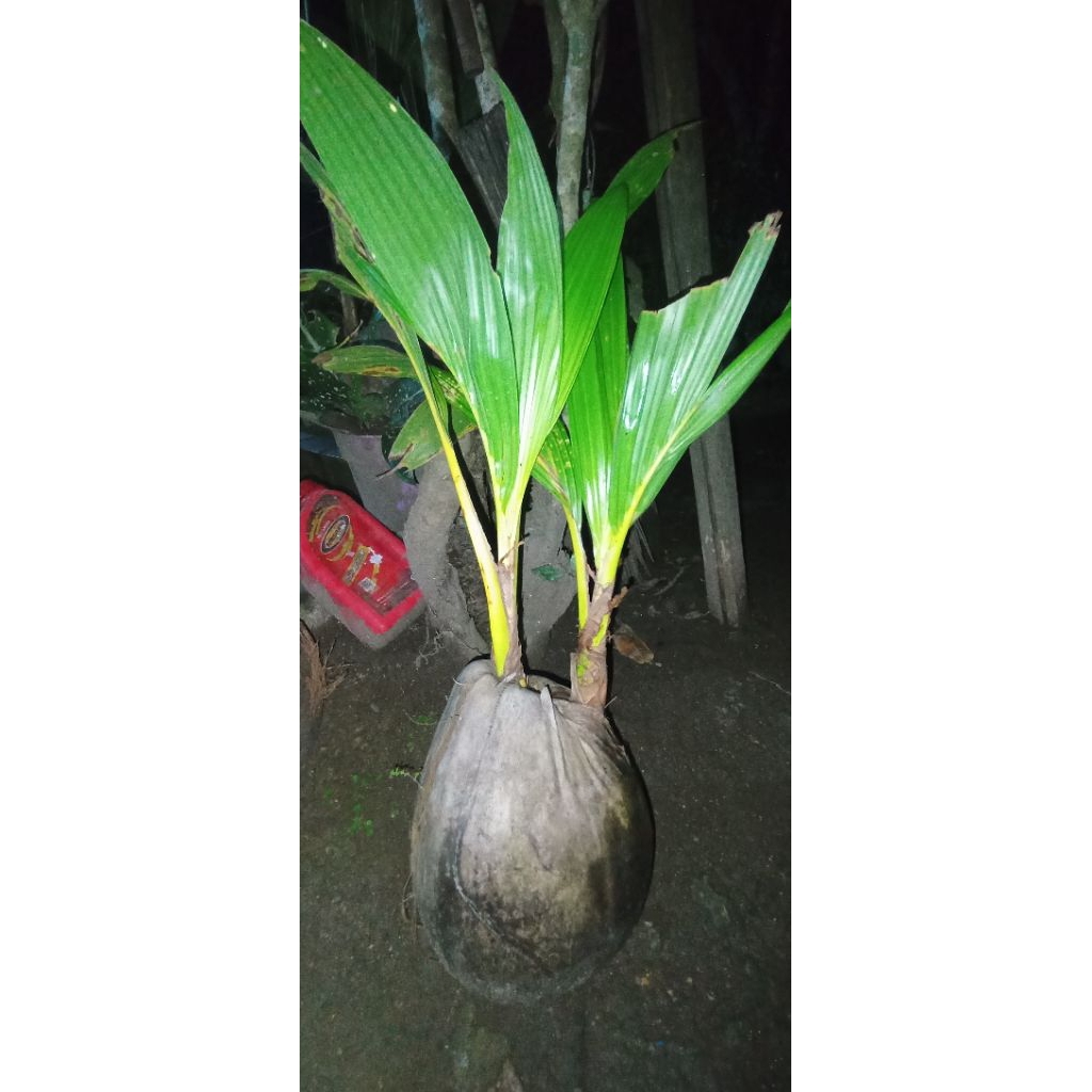 new kelapa hibrid tunas 2(kembar) bahan bonsai