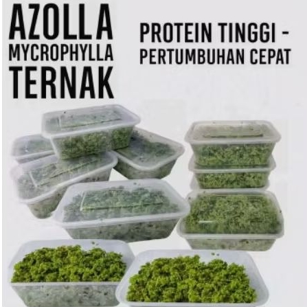 bibit azolla microphyla pakan alternatip.pakan ikan.ayam.entok.kambing.sapu protein tinggi.jminan fr