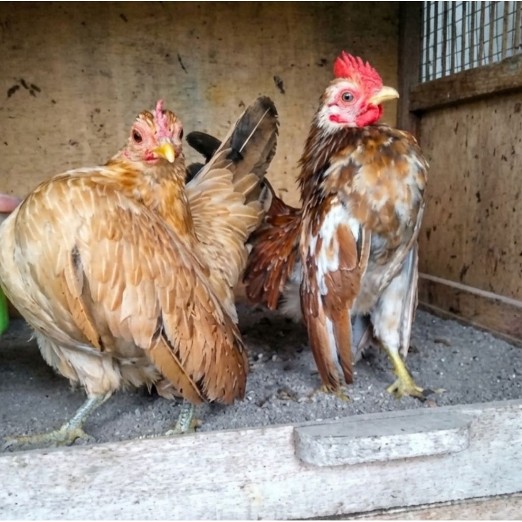 ORI Ayam Serama Remaja Siapan 2 Jantan 1 Betina | Postur Bagus | Aktif & Sehat | Cocok Koleksi & Ter