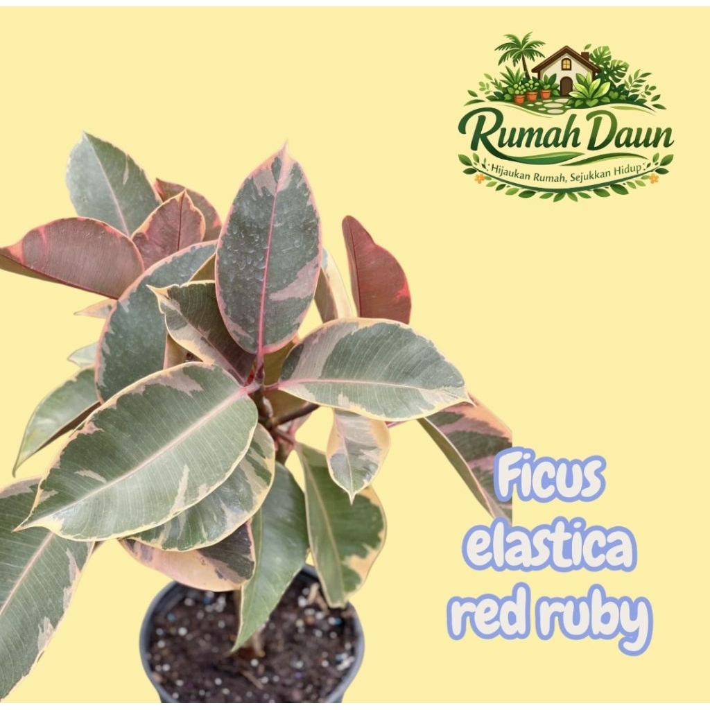 tanaman hias karet kebo red ruby - pohon ficus elastica red ruby