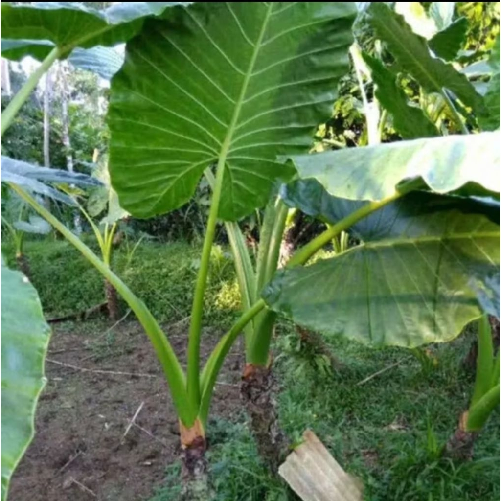 talas sente daun lebar size XL jumbo