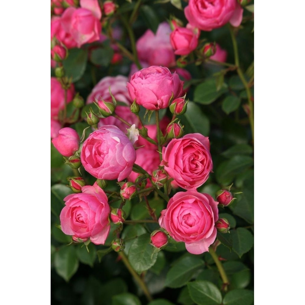 Tanaman Hidup Bunga Mawar import POMPONELA- Size indukan