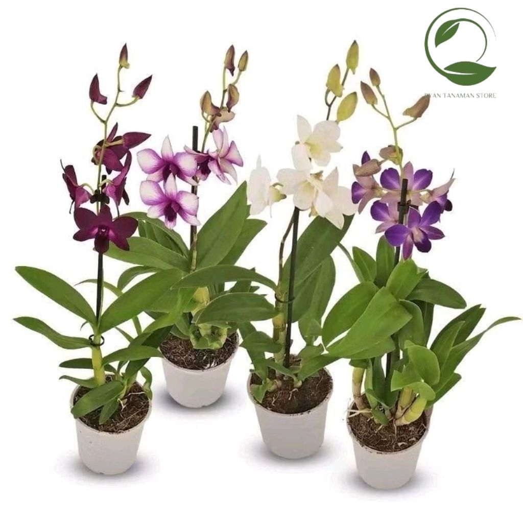 TERMURAH 4 Jenis Anggrek Dendrobium - Tanaman Hias Anggrek - Siap Berbunga