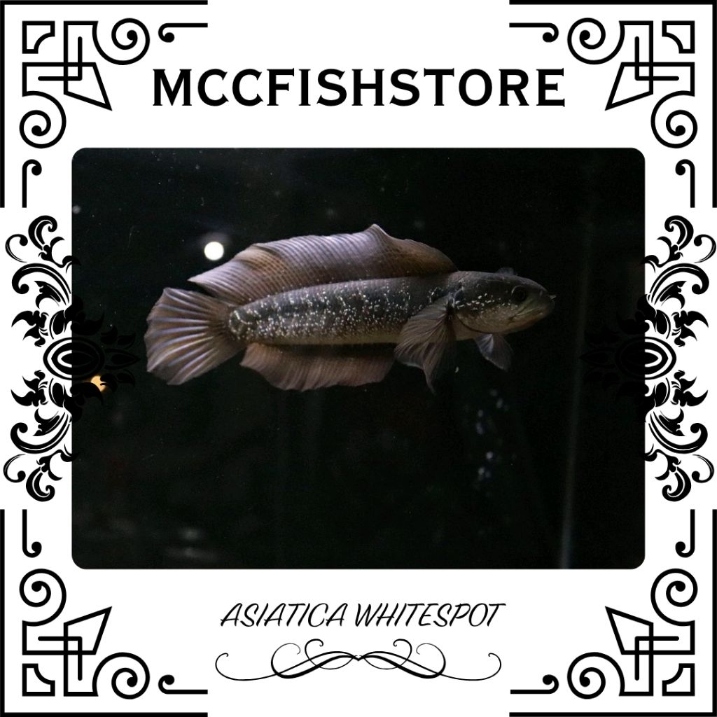 ASIATICA WHITE SPOT - Pure Galak Super Bahan Gondrong | SINGLE TANK - BEST SORTIRAN | Snakehead - Ch